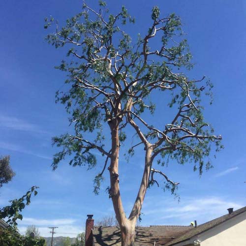 Tree Trimming in Los Angeles