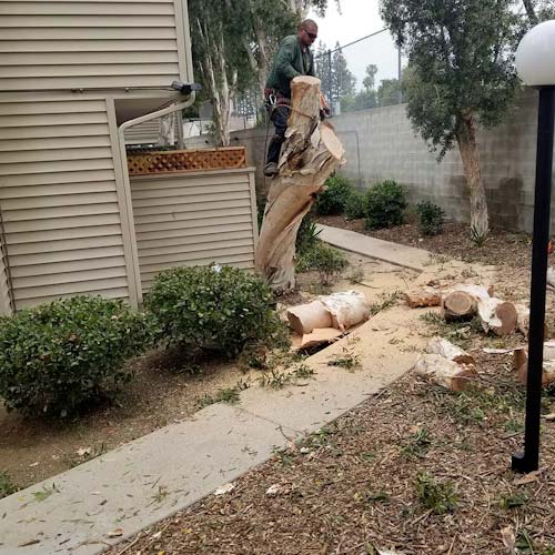 Tree Trimming in Los Angeles