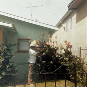 Landscaping, and tree trimming in Los Angeles